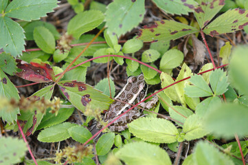 Pickerel Frog in strawberry runners