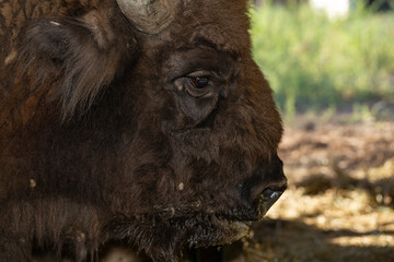 European bison (Bison bonasus), also known as the wisent. Muzzle of an animal at close range.