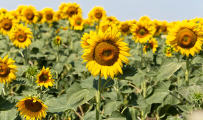 Sunflower Flower Blossom. Field of Golden sunflowers, illuminated by the midday sun.
