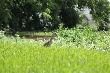 crane