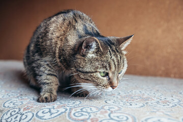 Funny portrait arrogant short-haired domestic tabby cat relaxing at home. Little kitten lovely...