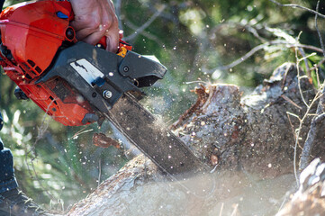 Man sawing through trunks