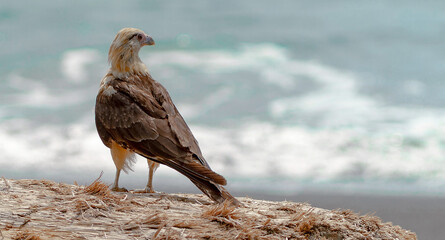 Alamy Predatory bird, Costa Rica
