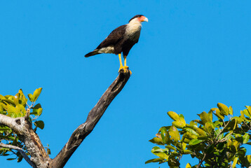 Gavilan Cara Cara, Costa Rica