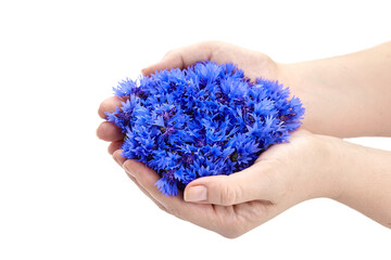 Hands holding fresh cornflower buds with petals isolated on white