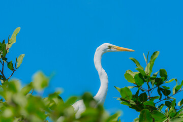 Great egret, Costa Rica