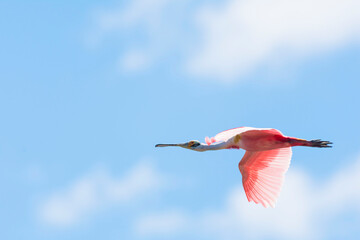 Esp&aacute;tula Rosada, Costa Rica
