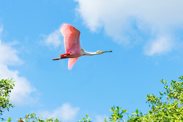 Esp&aacute;tula Rosada, Costa Rica
