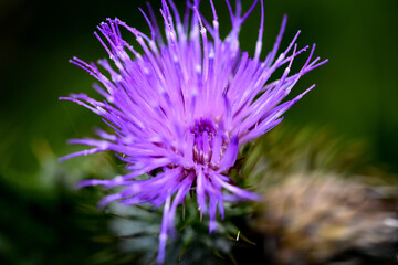 Purple thistle