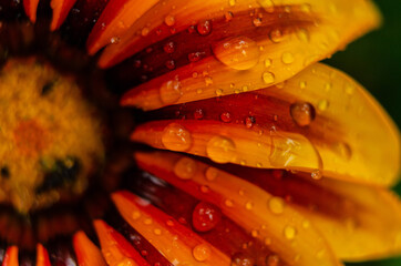 Sunflower, Costa Rica