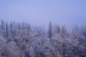 Winter urban frosty landscape - snow covered trees on foggy background