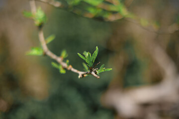 plants in spring