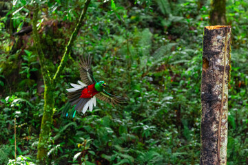 Resplendent Quetzal, Costa Rica