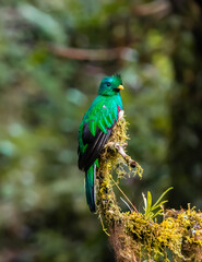 Resplendent Quetzal, Costa Rica