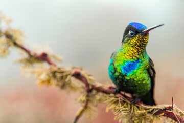 Hummingbird, Costa Rica
