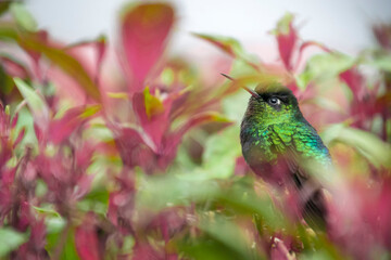 Hummingbird, Costa Rica