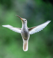 Albino hummingbird, Costa Rica
