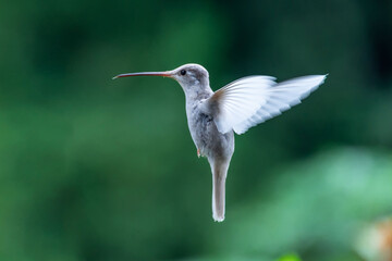 Albino hummingbird, Costa Rica
