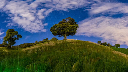The lonely tree, Costa Rica