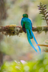 Resplendent Quetzal, Costa Rica