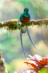 Resplendent Quetzal, Costa Rica
