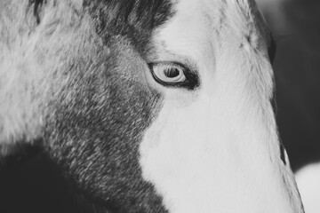 Close up of bald face colt in black and white, texture of hair on face.