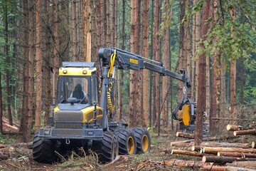 Forstwirtschaft: Harvester fällt Bäume in einem Wald