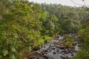 Fototapeta na wymiar Rio y bosque . Quindio. Colombia
