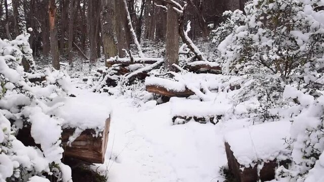 Bosque en Invierno Parque Nacional Tierra del Fuego, Patagonia Argentina