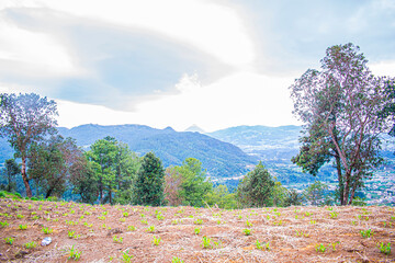 paisaje de arbole campo y nuble blancas 