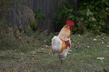 rooster in the farm © ipfedorova