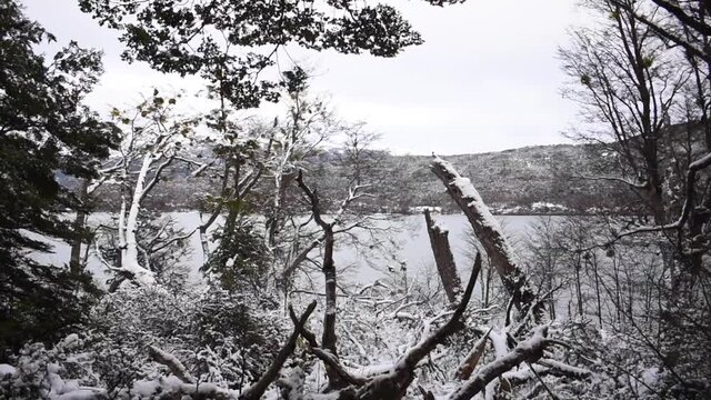 Bosque en Invierno Parque Nacional Tierra del Fuego, Patagonia Argentina