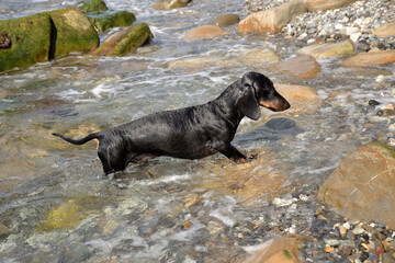 Swimming  black and tan dachshund in sea with pebble rocky beach