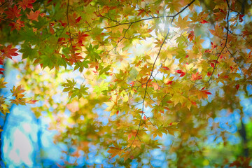 紅葉