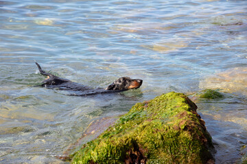 Swimming  black and tan dachshund in sea with pebble rocky beach