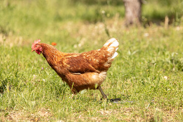 Red-headed laying hen free i