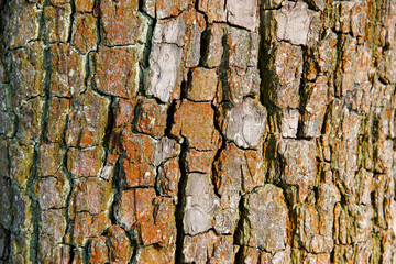 Bark of the old poplar tree