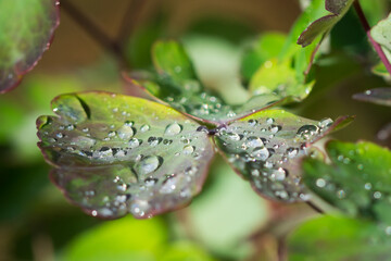 Morning dew on the aquilegia's leaves.