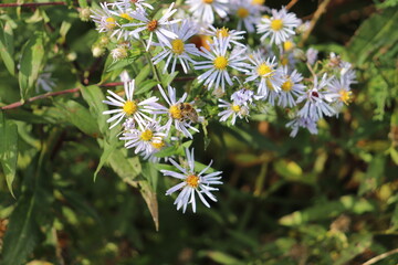 daisies in the garden