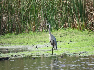 great blue heron