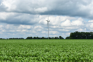 Fototapeta na wymiar Landscape of wind turbine on a bean farm.