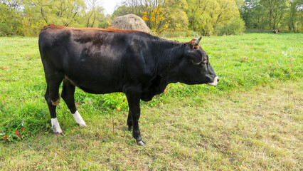 Fototapeta premium A black cow grazes on a green meadow. Dairy breeding cow eats grass. Photos for the calendar. Fresh milk. Spotted bull tilted his head to butt. Calf eats grass in the field.