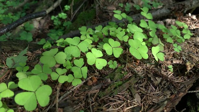Light green Common wood-sorrel Oxalis acetosella forest background