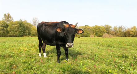 A black cow grazes on a green meadow. Dairy breeding cow eats grass. Photos for the calendar. Fresh milk. Spotted bull tilted his head to butt. Calf eats grass in the field.