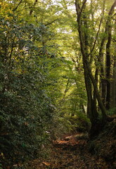 Fototapeta premium sous bois