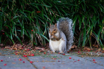 A furry Eastern gray squirrel (sciurus carolinensis) eating red berries in the fall