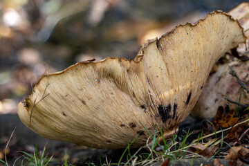 Shelf fungus, also called bracket fungus (basidiomycete) growing on a fallen tree