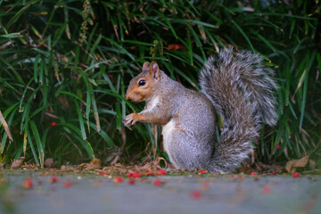 A furry Eastern gray squirrel (sciurus carolinensis) eating red berries in the fall