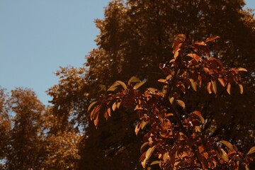 autumn leaves in the forest