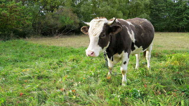 A black cow grazes on a green meadow. Dairy breeding cow eats grass. Photos for the calendar. Fresh milk. Spotted bull tilted his head to butt. Calf eats grass in the field.